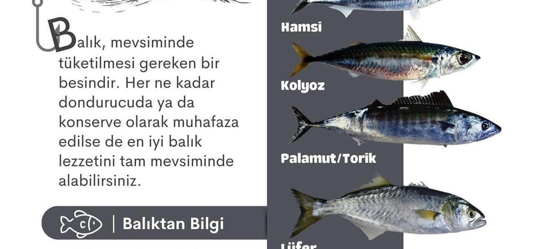 Kasım Ayında Hangi Balıklar Yenir?? 🐟🎣